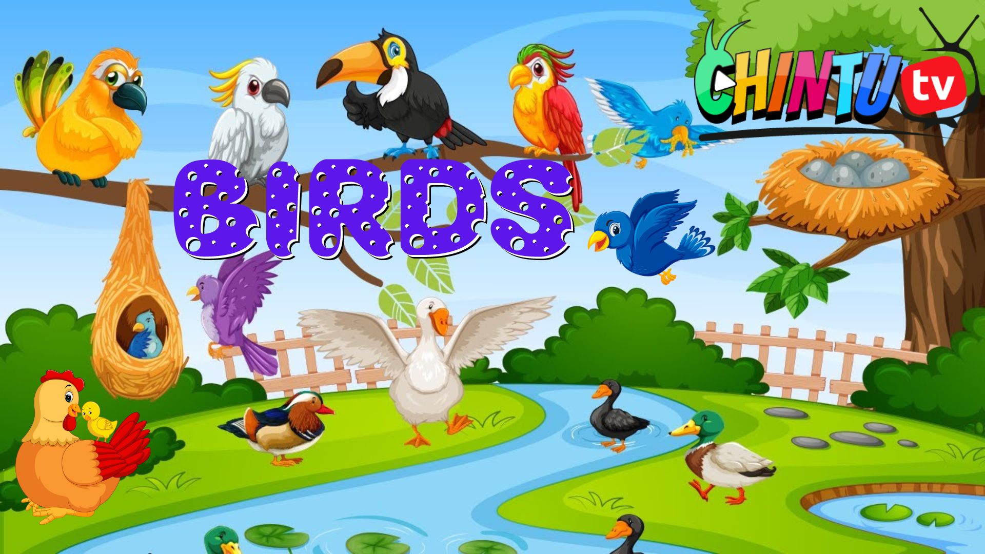 BIRDS ABC