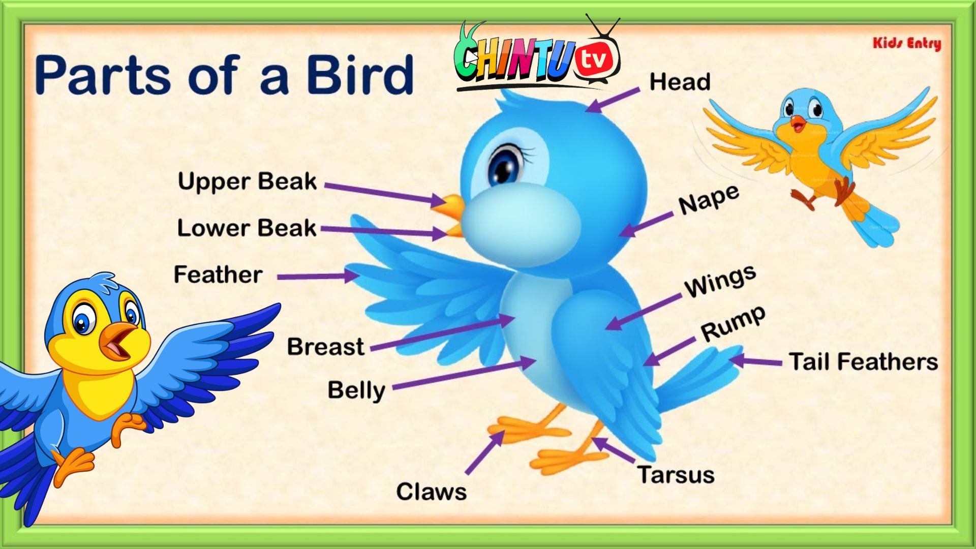 BIRDS BODY PARTS